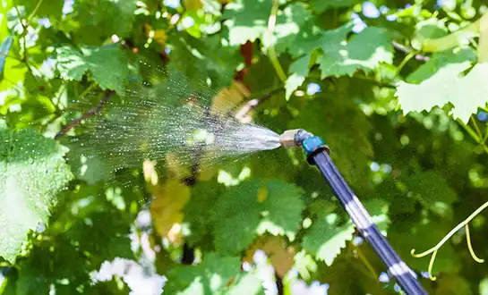 Amino Acid Fertilizers: How They Work in Plants